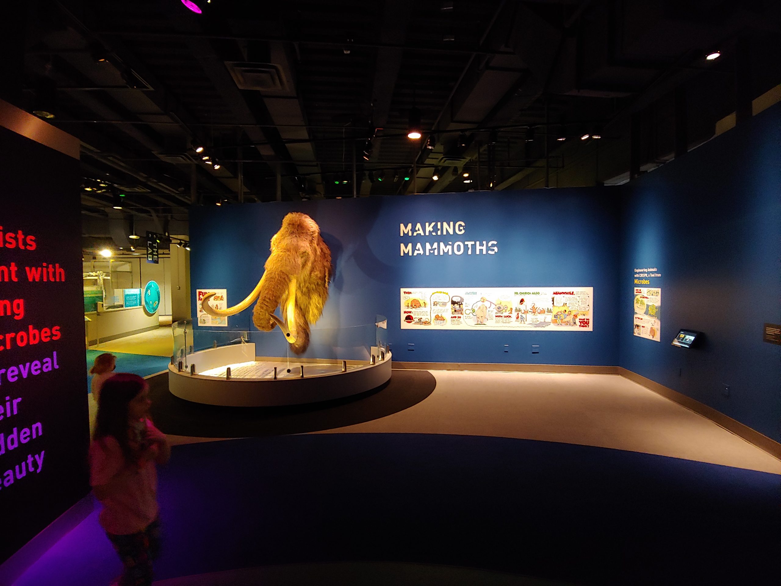 Exhibit featuring Mammoth head emerging from display wall. Walls are deep blue with graphics and text